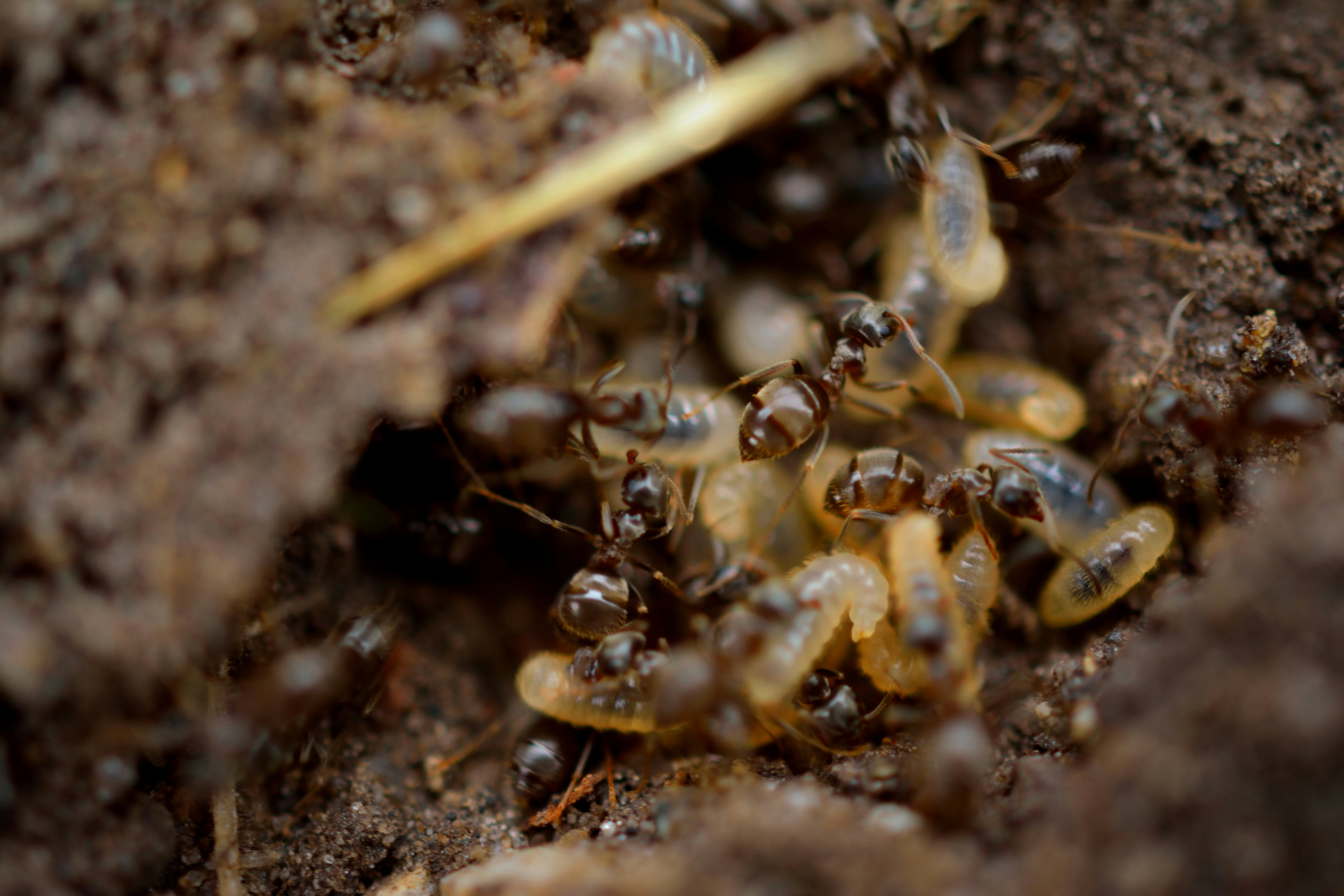 Termite inspection