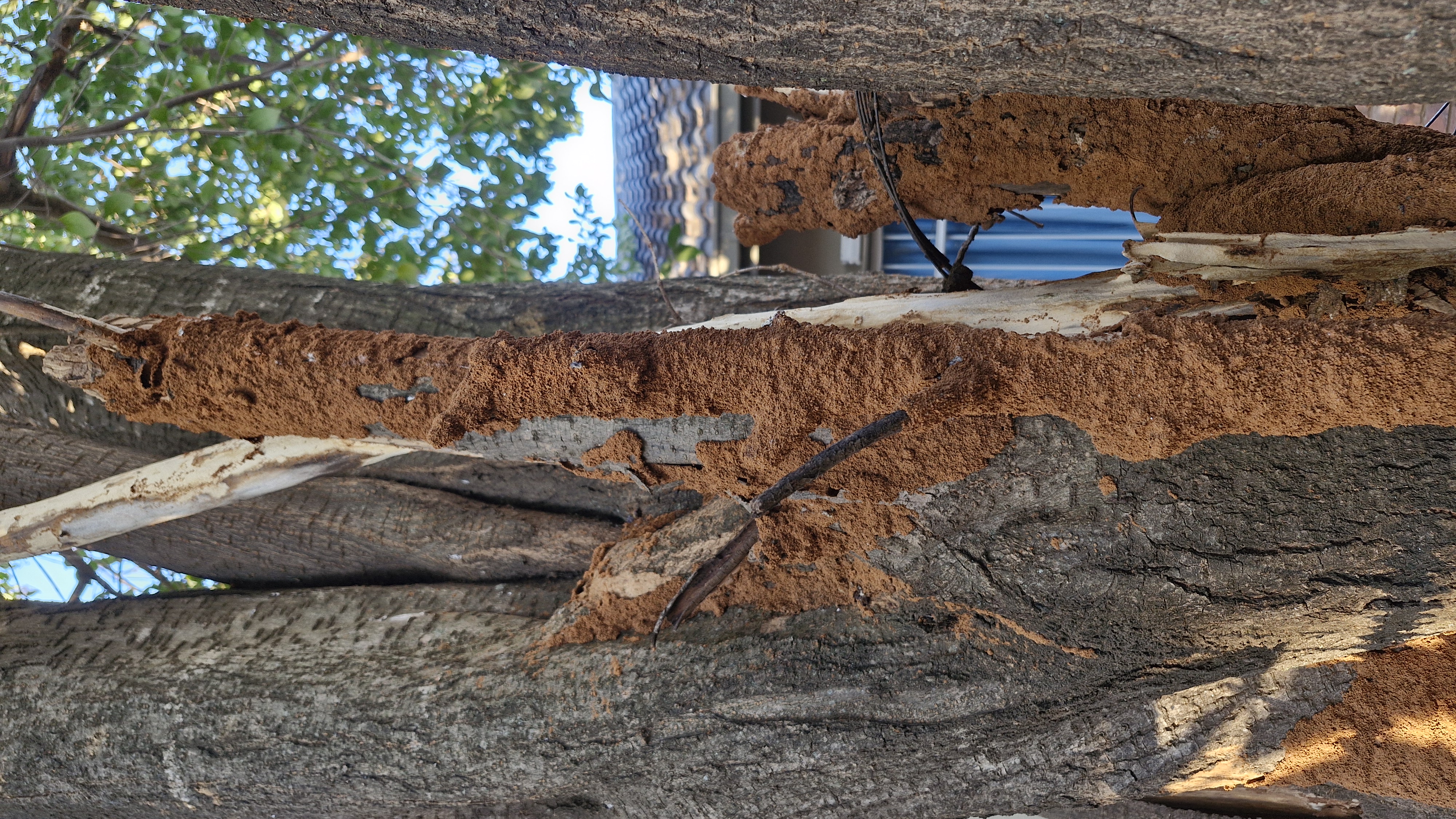 Tree termite damage