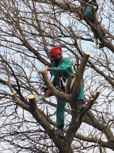 Palm trimming in Centurion