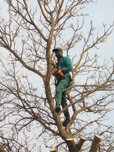 Completed palm maintenance