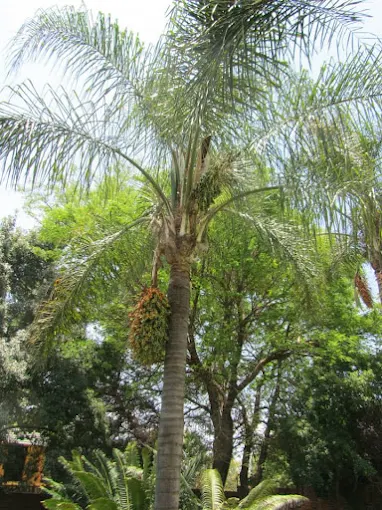 Tree felling service